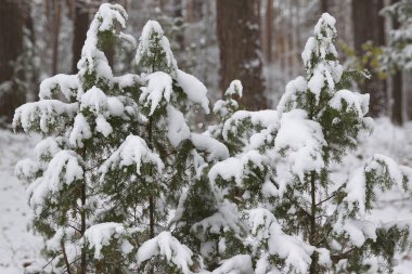 İlk kar, Rusya Kış ormanda yürüyüş