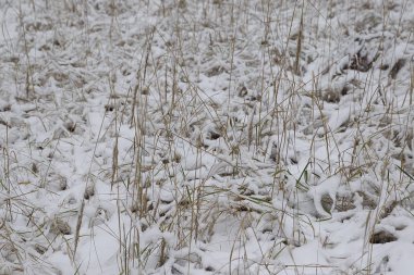 İlk kar, Rusya Kış ormanda yürüyüş