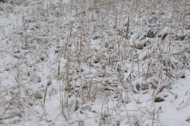 İlk kar, Rusya Kış ormanda yürüyüş