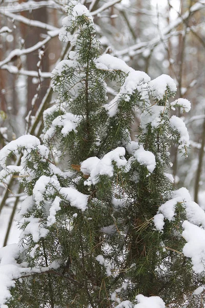 在俄罗斯的第一场雪中穿过冬天的森林 — 图库照片