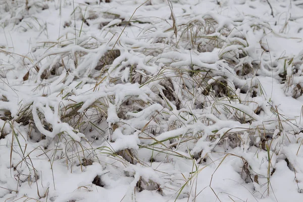 İlk kar, Rusya Kış ormanda yürüyüş