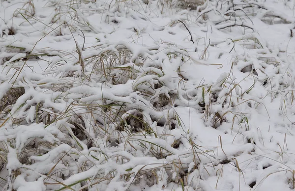 Idąc Przez Las Zima Pierwszy Śnieg Rosja — Zdjęcie stockowe