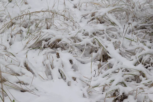 İlk kar, Rusya Kış ormanda yürüyüş