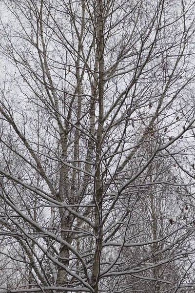 Idąc Przez Las Zima Pierwszy Śnieg Rosja — Zdjęcie stockowe