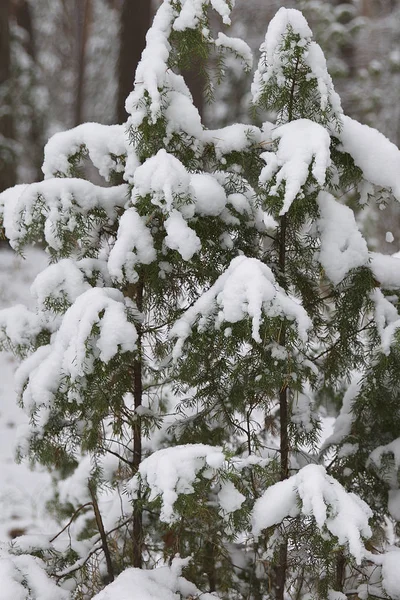 Idąc Przez Las Zima Pierwszy Śnieg Rosja — Zdjęcie stockowe