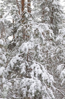 İlk kar, Rusya Kış ormanda yürüyüş