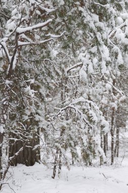 İlk kar, Rusya Kış ormanda yürüyüş