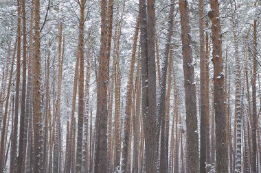 İlk kar, Rusya Kış ormanda yürüyüş
