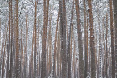İlk kar, Rusya Kış ormanda yürüyüş