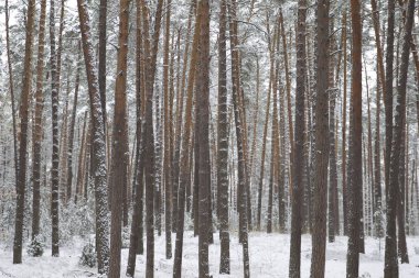 İlk kar, Rusya Kış ormanda yürüyüş