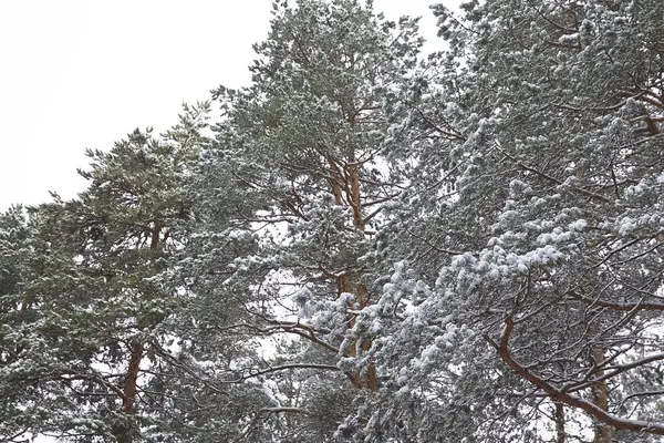 Idąc Przez Las Zima Pierwszy Śnieg Rosja — Zdjęcie stockowe