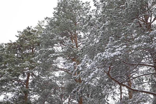 Idąc Przez Las Zima Pierwszy Śnieg Rosja — Zdjęcie stockowe