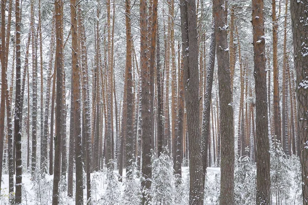Прогулянки Лісом Зима Першим Снігом Росія Ліцензійні Стокові Фото
