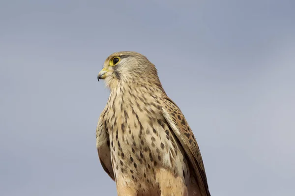 Stolze Greifvogelfalkenfamilie — Stockfoto