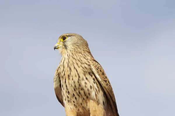 Trots Roofvogel Falcon Familie Cyprus — Stockfoto