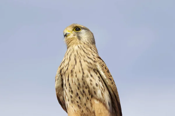 Trots Roofvogel Falcon Familie Cyprus — Stockfoto