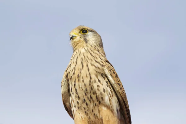 Fier Famille Des Faucons Rapaces Chypre — Photo