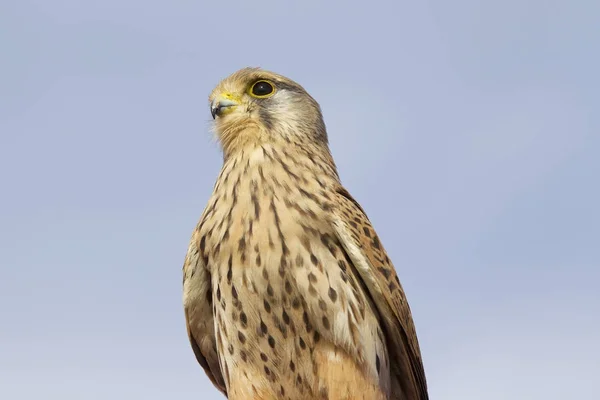 Proud Bird Prey Falcon Family Cyprus — Stock Photo, Image