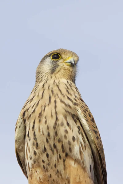 Trots Roofvogel Falcon Familie Cyprus — Stockfoto