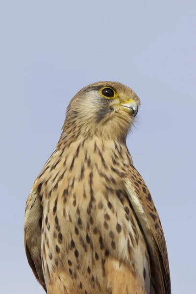 Trots Roofvogel Falcon Familie Cyprus — Stockfoto