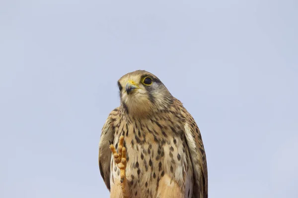 Stolze Greifvogelfalkenfamilie Zypern — Stockfoto