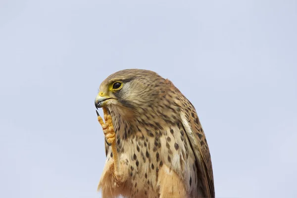 Proud Bird Prey Falcon Family Cyprus — Stock Photo, Image
