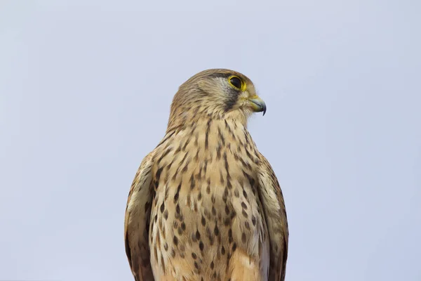 Trots Roofvogel Falcon Familie Cyprus — Stockfoto