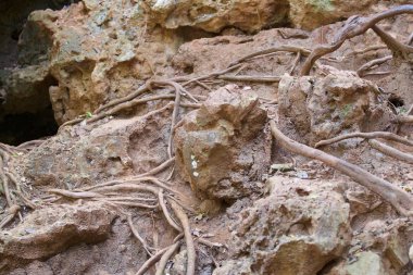 Railay Yarımadası, Krabi, Tayland, Thailand kayaların üzerinde büyüyen ağaçlar