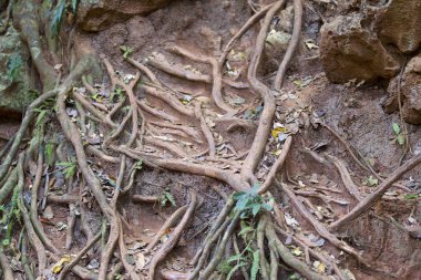Railay Yarımadası, Krabi, Tayland, Thailand kayaların üzerinde büyüyen ağaçlar
