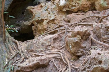 Railay Yarımadası, Krabi, Tayland, Thailand kayaların üzerinde büyüyen ağaçlar