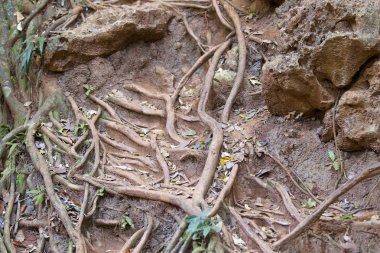 Railay Yarımadası, Krabi, Tayland, Thailand kayaların üzerinde büyüyen ağaçlar