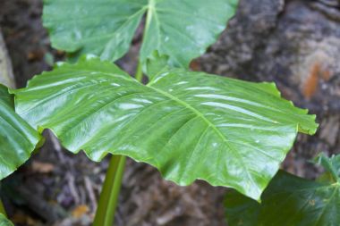 Yeşil yapraklarının büyük tropikal bitki, Tayland