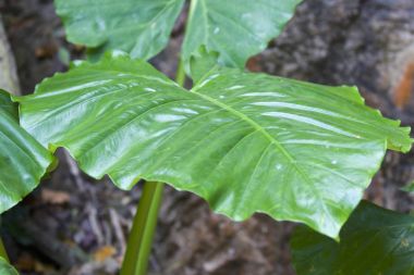 Yeşil yapraklarının büyük tropikal bitki, Tayland