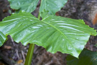Yeşil yapraklarının büyük tropikal bitki, Tayland