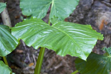 Büyük yeşil yaprakları çeşitli tropikal bitki