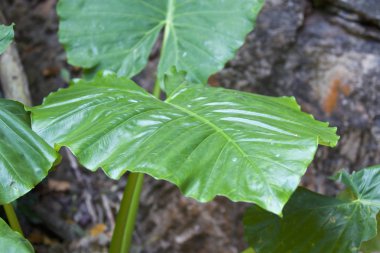 Büyük yeşil yaprakları çeşitli tropikal bitki
