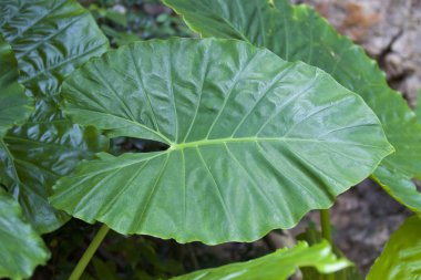 Büyük yeşil yaprakları çeşitli tropikal bitki