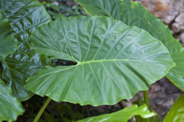 Büyük yeşil yaprakları çeşitli tropikal bitki
