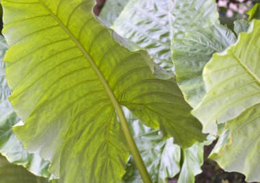 Büyük yeşil yaprakları çeşitli tropikal bitki