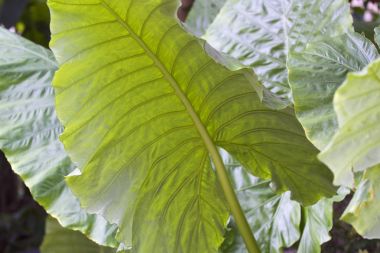 Büyük yeşil yaprakları çeşitli tropikal bitki