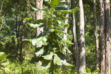 Yeşil yapraklarının büyük tropikal bitki, Tayland