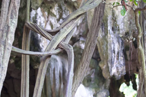 Δέντρα Που Αναπτύσσονται Πάνω Στα Βράχια Της Χερσονήσου Railay Krabi — Φωτογραφία Αρχείου