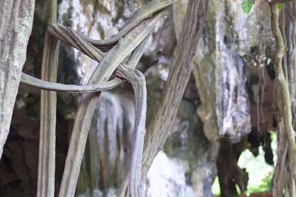 Bomen Groeien Rotsen Van Het Schiereiland Van Railay Krabi Thailand — Stockfoto