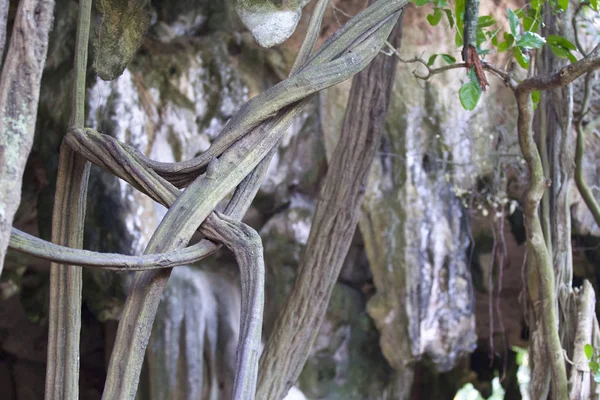 Bäume Die Auf Den Felsen Der Eisenbahnhalbinsel Krabi Thailand Wachsen — Stockfoto