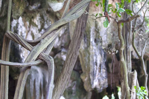 Fák Nőttek Sziklák Railay Félsziget Krabi Thaiföld — Stock Fotó