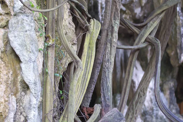 Bäume Die Auf Den Felsen Der Eisenbahnhalbinsel Krabi Thailand Wachsen — Stockfoto