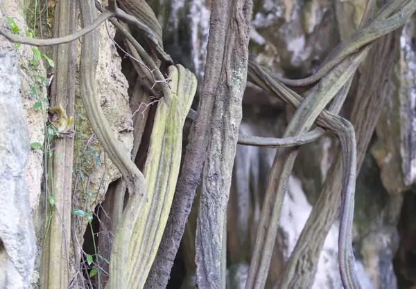 Drzewa Rosnące Skałach Półwyspu Railay Krabi Tajlandia — Zdjęcie stockowe