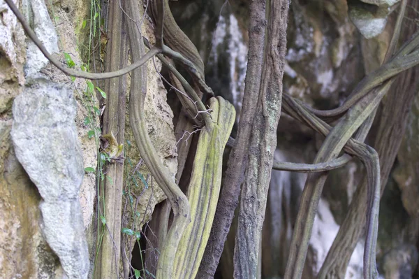 Árvores Crescendo Nas Rochas Península Ferroviária Krabi Tailândia — Fotografia de Stock