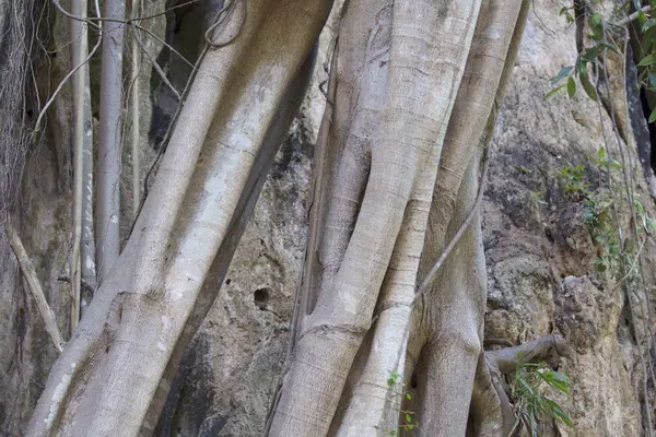 クラビ ライレイ半島の岩に生育する樹木 — ストック写真