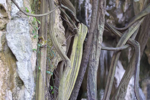 Деревья Растущие Скалах Полуострова Рэйлай Краби Таиланд — стоковое фото